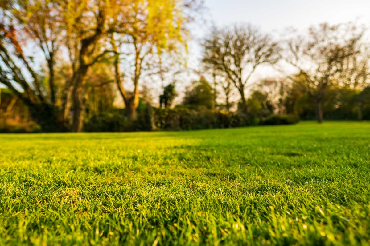 Gesloten groen gazon in november na verticuteren, doorzaaien en najaarsbemesting